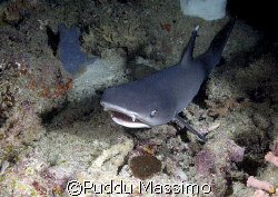 shark in cave,taken in maldives with nikon d2x and 12-24 ... by Puddu Massimo 